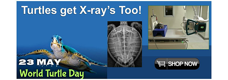 Turtles get X-Rays too!