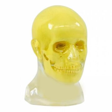 Head Synthetic Bone Phantom Only (No c-spine included)